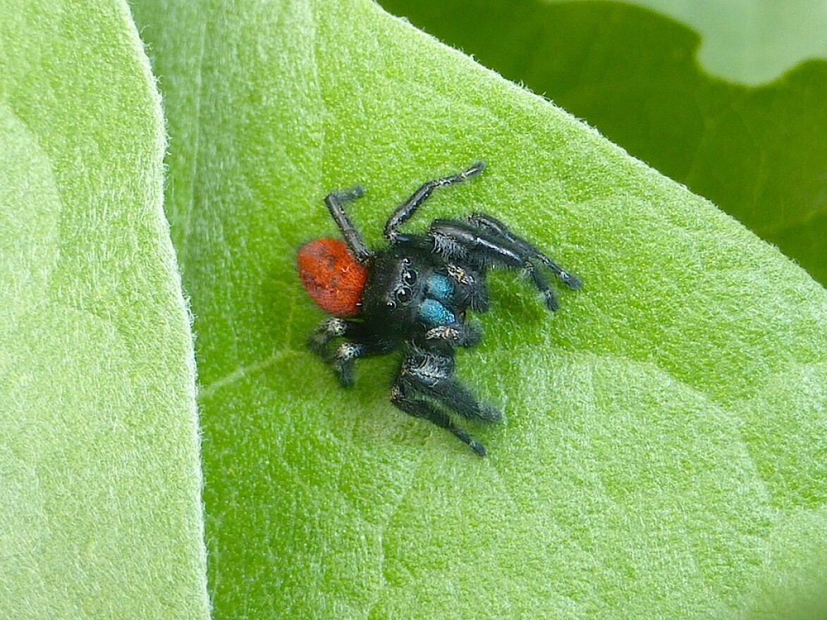 A phidippus johnsoni, more commonly known as a Johnson jumping spider.